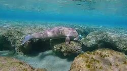 Dugong calf ( Sirenia ) in Red Sea near Marsa Alam Stock Footage