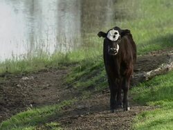 Ranchers moving cattle. Stock Footage