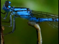 BCU 2 Damselflies (Enallagma cyathigerum) mating, England Stock Footage
