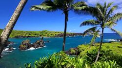idyllic bay with palm tree and blue ocean, maui, hawaii Stock Footage