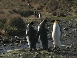 MS, Three King penguins (Aptenodytes patagonicus) standing on rocks by stream, South Georgia Island, Falkland Islands, British overseas territory Stock Footage