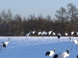 HD, NTSC: Japanese cranes (video) Stock Footage