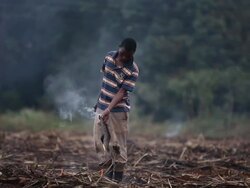 Workers Harvest Sugar Cane Stock Footage