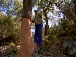 Men stripping bark from Cork (Quercus suber) oak, Andalusia, Southern Spain Stock Footage