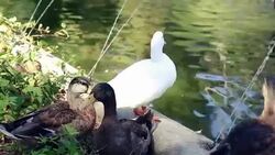 Beautiful ducks in the garden pond Stock Footage