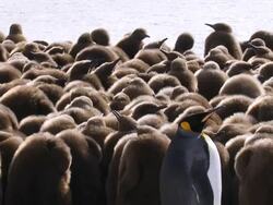 WS View of King Penguin chicks / South Georgia Island , Sub-Antarctic Region , British Territory, Antarctica  Stock Footage