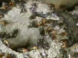 Time-lapse of meliponine bees (sweat bees) at the entrance of their nest on the rainforest floor, Ecuador. Stock Footage