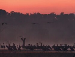 European Cranes (Grus grus) silhouetted beneath orange sky, North East Extremadura in Dehesa. Stock Footage