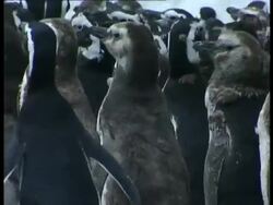 MS group of moulting Magellanic penguins, Spheniscus magellanicus, waddling past by shore, Antarctica Stock Footage
