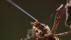 A spider emits silk as it spins its web. Stock Footage