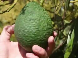 Checking an Avacado Stock Footage