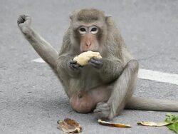 Monkey eating banana. Stock Footage