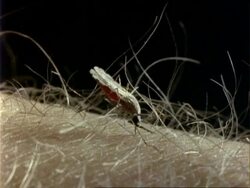 Anopheles Mosquito, MCU feeding on human arm, abdomen swells as it fills with blood Stock Footage