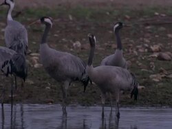 European Cranes (Grus grus), North East Extremadura in Dehesa. The cranes migrate south in winter from Scandinavia and Northern Europe to Spain and roost in large numbers mainly on lake shores. They feed in the dehesas on acorns and invertebrates. Stock Footage