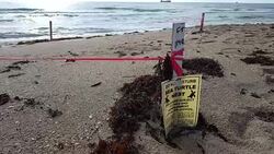 Sea Turtle Nest On A South Florida Beach Stock Footage