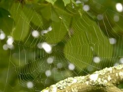Spider Web Stock Footage