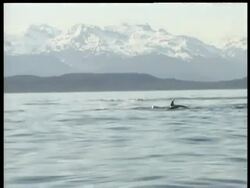MS Killer whale, Orcinus orca, hunting porpoises, snow covered mountains in background, Arctic Circle Stock Footage