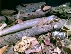 T/L Dipteryx seedling germination and growth, natural background, Panama. Stock Footage