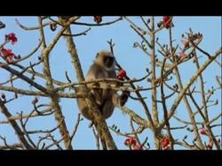 MS Langur Monkey, eating red flowers from red silk cotton tree, Nagarahole National Park, India Stock Footage
