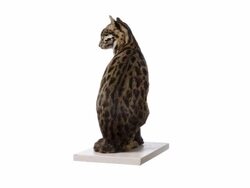 Leopard Cat (Felis bengalensis) Stock Footage