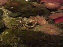 Crab 1 - HD 1080/60i Stock Footage