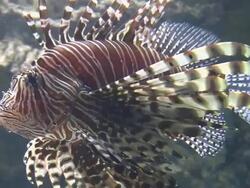 Lionfish swimming in aquarium Stock Footage
