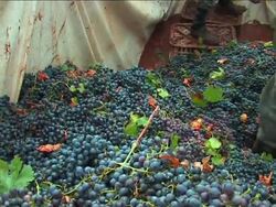 Centuries-old winemaking tradition in Morocco News Clip