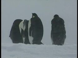 MS group of Emperor Penguins, Aptenodytes forsteri, standing together in blizzard, Antarctica Stock Footage