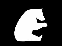 Eating Bear (Loopable) Stock Footage