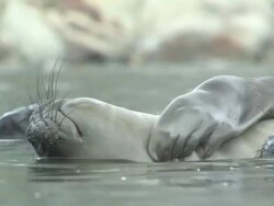 CU, Southern elephant seals (Mirounga leonina) lying in shallow water, South Georgia Island, Falkland Islands, British overseas territory Stock Footage