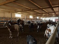 goat farm in Fuerteventura Stock Footage