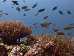 Sea Anemone Stock Footage