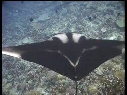 CU Low angle to high angle Manta Ray swimming beneath sunlit surface, swims past divers, Sabah, Borneo, Malaysia Stock Footage