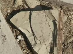 Fossil leafs Stock Footage