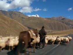 MS TS Group of sheeps walking on highway / Georgia  Stock Footage