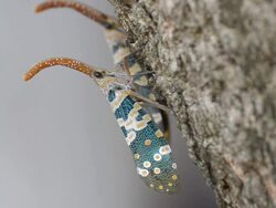 Fulgora candelaria Linnaeus Stock Footage