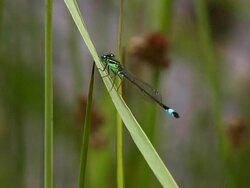 Damselfly Stock Footage