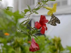 Breeding of Butterfly Stock Footage