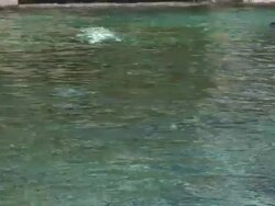 Beluga 3 - HD 1080/60i Stock Footage