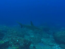 Hammerhead shark, Costa Rica, Pacific Ocean  Stock Footage