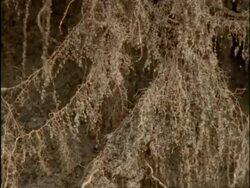 BCU Roots of Ammophila grass, USA Stock Footage