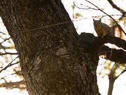 View of a squirrel lying on tree branch then standing waving tail. Stock Footage