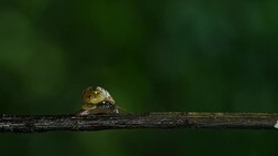 Snail walking on branches in the rainforest. Stock Footage