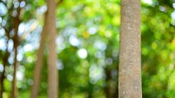 Rubber trees Stock Footage