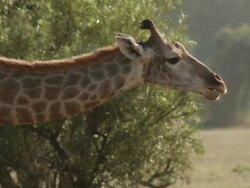 MS TD Giraffe, Zebra and wildebeest / Johannasburg, South Africa Stock Footage