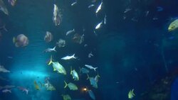 Fish in aquarium Stock Footage