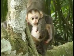 Rhesus monkey, Macaca mulatta, CU mother suckles baby in tree, mother's arm around young baby, tree trunk in foreground (freeze frame until 01.11.39) Stock Footage