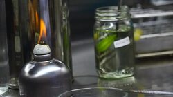 Pasteurization orchid seed for  plant tissue culture biotechnology Stock Footage