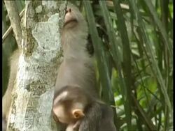 Rhesus monkey, Macaca mulatta, mother and child together in tree, Thailand Stock Footage