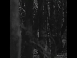 UPITN 25 10 73 WOODLAND SCENES DEER AND WILDLIFE IN HUNGARY News Clip